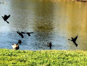 Bird in Flight