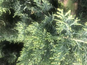 Coniferous Tree